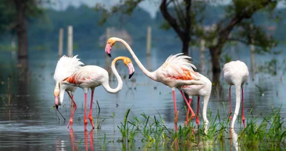 Keoladeo-National-Park.jpg